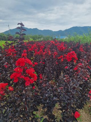 일심묘목농원님의 기타작물 · 자유게시판 작성글 사진