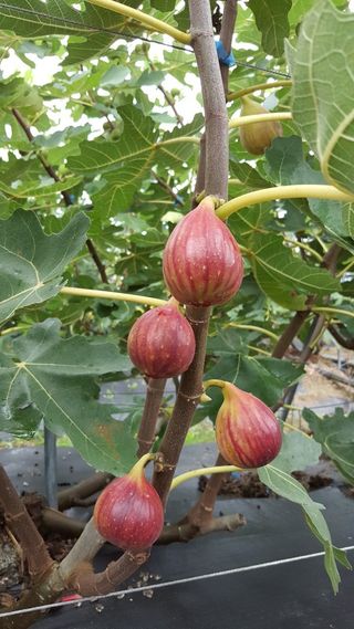 프룻하늬님의 작성글 사진