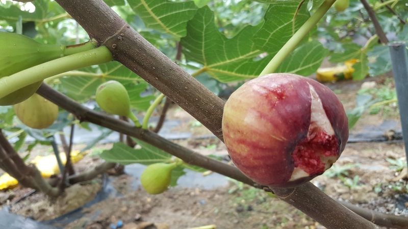 프룻하늬님의 장터 판매 상품 [영암 홍무화과 1kg, 2kg] 첨부 사진