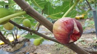 프룻하늬님의 작성글 사진