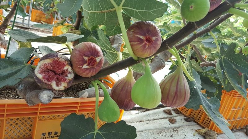 프룻하늬님의 장터 판매 상품 [영암 홍무화과 1kg, 2kg] 첨부 사진