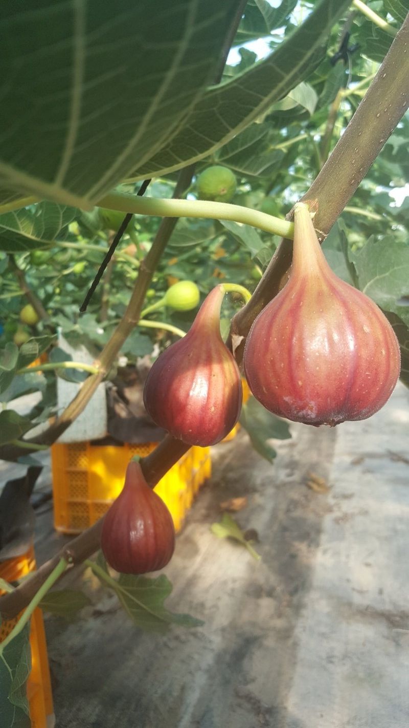 프룻하늬님의 장터 판매 상품 [영암 홍무화과 1kg, 2kg] 첨부 사진