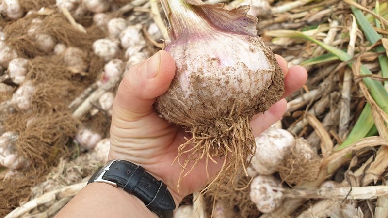 장터 상품 [유황대서마늘 중 1접] 썸네일