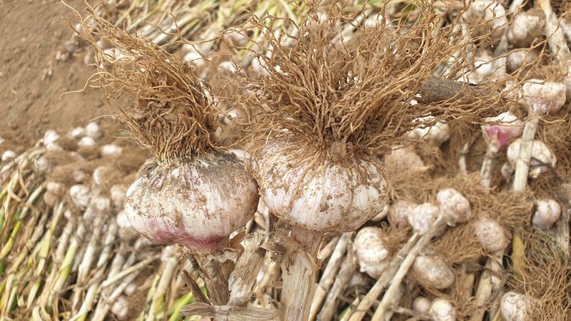 농부아내님의 장터 판매 상품 [유황대서마늘 중 1접] 첨부 사진
