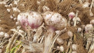 농부아내님의 작성글 사진