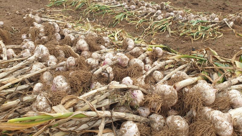 농부아내님의 장터 판매 상품 [유황대서마늘 중 1접] 첨부 사진