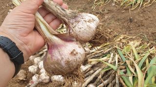 농부아내님의 작성글 사진