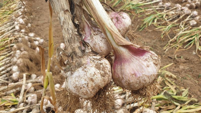 농부아내님의 장터 판매 상품 [유황대서마늘 중 1접] 첨부 사진