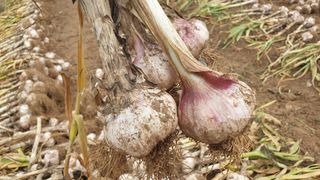 농부아내님의 작성글 사진