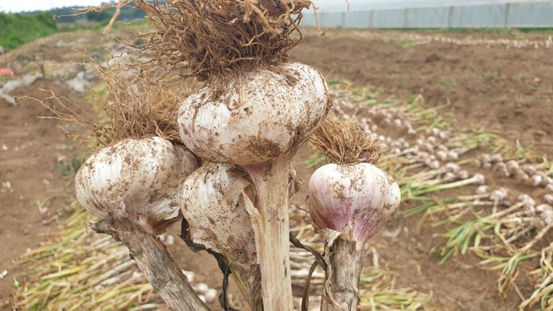 농부아내님의 장터 판매 상품 [유황대서마늘 중 1접] 첨부 사진