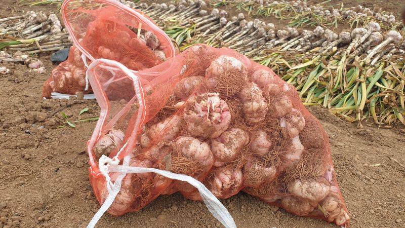 농부아내님의 장터 판매 상품 [유황대서마늘 중 1접] 첨부 사진