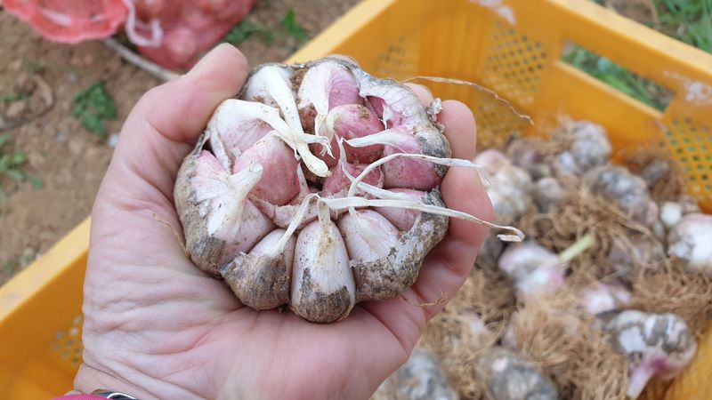 농부아내님의 장터 판매 상품 [유황대서마늘 중 1접] 첨부 사진