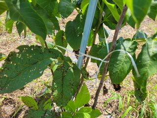 돈디아고(김덕수)님의 기타작물 · 영농일지 작성글 사진