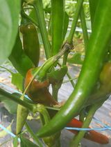 팜모닝 고추·병해충상담 게시글 이미지