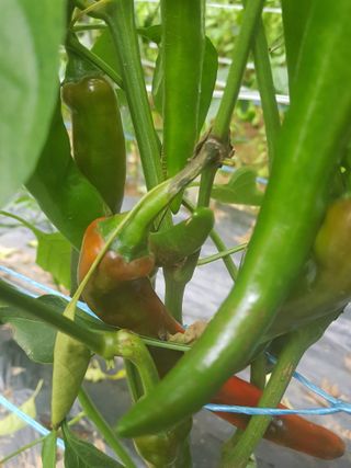 김명규님의 고추 · 병해충상담 작성글 사진