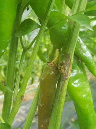 김명규님의 고추 · 병해충상담 작성글 사진