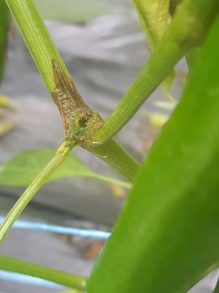 김명규님의 고추 · 병해충상담 작성글 사진