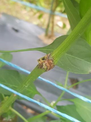 김명규님의 고추 · 병해충상담 작성글 사진