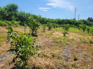 돈디아고(김덕수)님의 팜모닝 병해충 연구회 · 병해충상담 작성글 사진