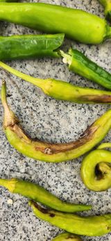 팜모닝 고추·병해충상담 게시글 이미지