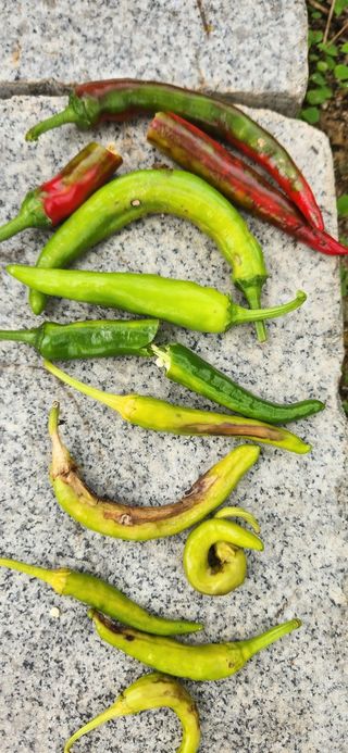 신 난다님의 고추 · 병해충상담 작성글 사진