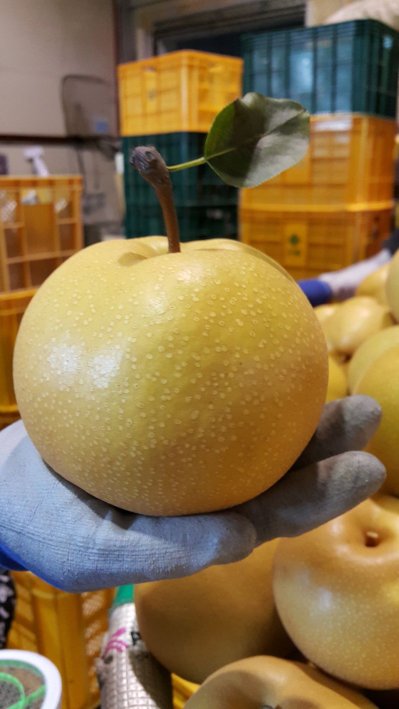 장터 상품 [(배7,5키로. 15키로.) 배쥬스(110ml25개)] 썸네일