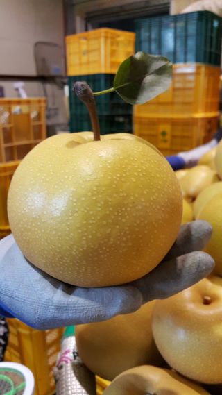 장재농원 최재석님의 작성글 사진