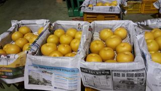 장재농원 최재석님의 작성글 사진