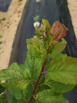 팜모닝 복숭아·병해충상담 게시글 이미지