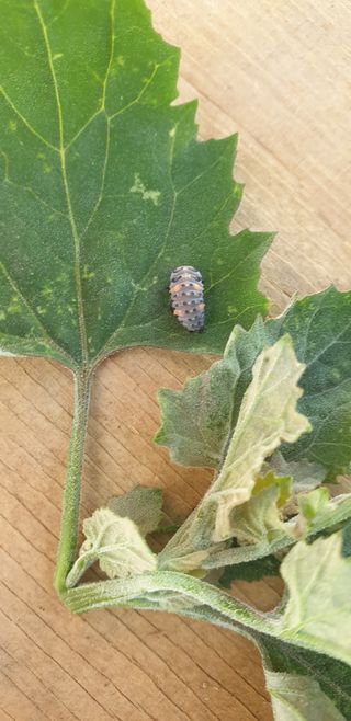 작은농부님의 기타작물 · 병해충상담 작성글 사진