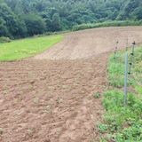 팜모닝 들깨·영농일지 게시글 이미지