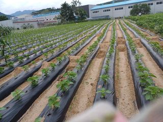 박영선님의 콩 · 자유게시판 작성글 사진