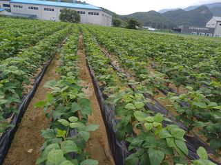 박영선님의 콩 · 자유게시판 작성글 사진