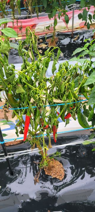 임락환님의 고추 · 병해충상담 작성글 사진