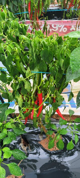 임락환님의 고추 · 병해충상담 작성글 사진