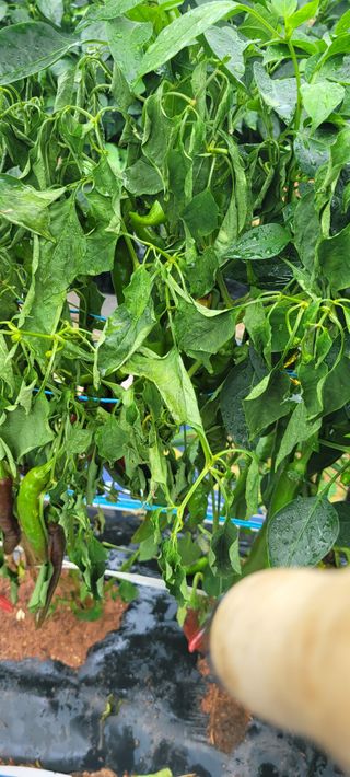 임락환님의 고추 · 병해충상담 작성글 사진