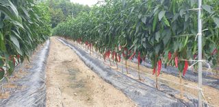 권오영님의 고추 · 비료•농약 작성글 사진