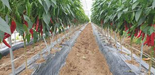 권오영님의 고추 · 비료•농약 작성글 사진