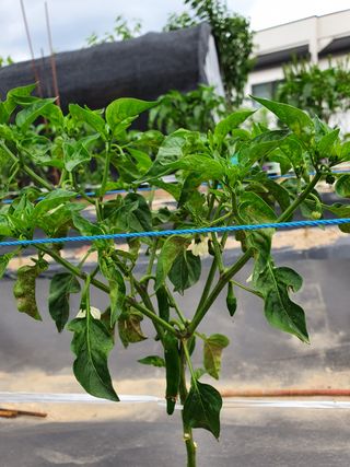 이오식님의 고추 · 병해충상담 작성글 사진