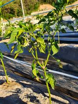 팜모닝 고추·병해충상담 게시글 이미지