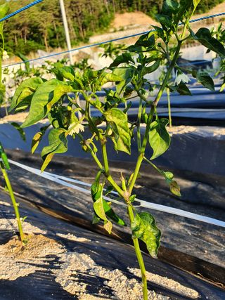 이오식님의 고추 · 병해충상담 작성글 사진