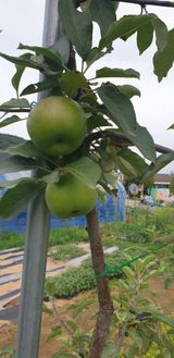 팜모닝 사과·시세•판로 게시글 이미지