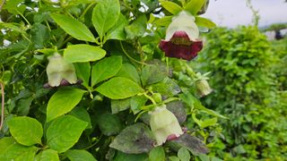 조병대님의 기타작물 · 자유게시판 작성글 사진