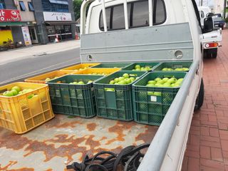 강성민님의 사과 · 영농일지 작성글 사진