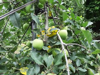 강성민님의 사과 · 영농일지 작성글 사진