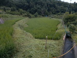 강성민님의 사과 · 영농일지 작성글 사진