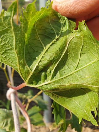 박선우님의 기타작물 · 병해충상담 작성글 사진