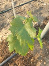 팜모닝 기타작물·병해충상담 게시글 이미지