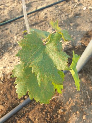 박선우님의 기타작물 · 병해충상담 작성글 사진