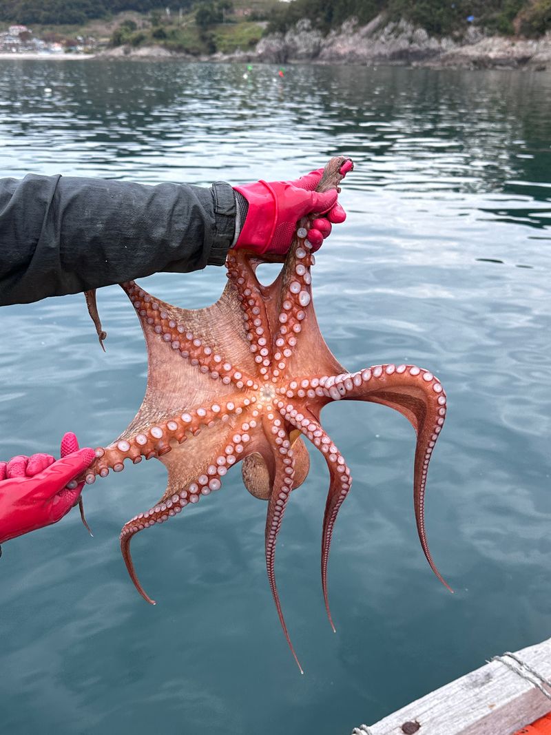 장터 상품 [남해 돌문어 ] 썸네일